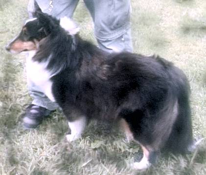 Heartstrings fashion shelties